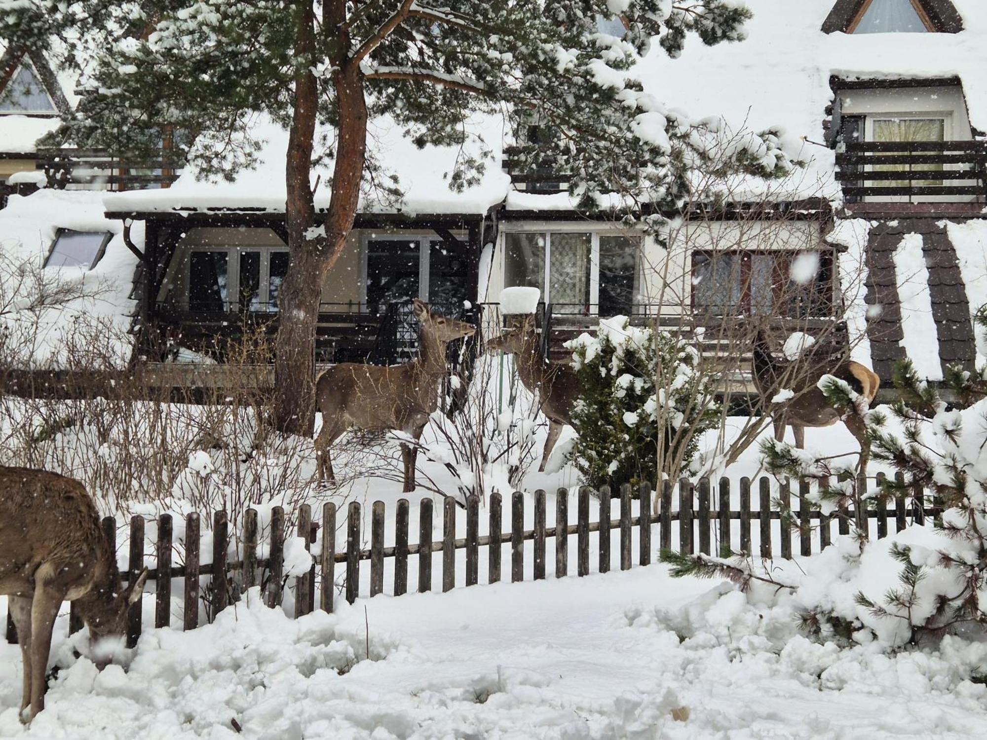 Apartament Wokol Stolu Zakopane Exteriör bild